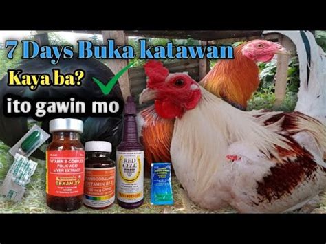 pampatapang ng manok|TANONG: ANUNG MAGANDANG PAMPABUKA NG KATAWAN .